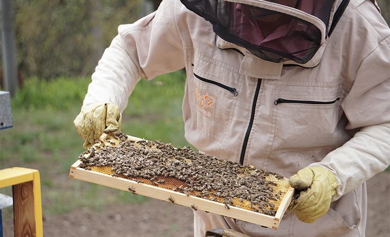 drones para apicultura
